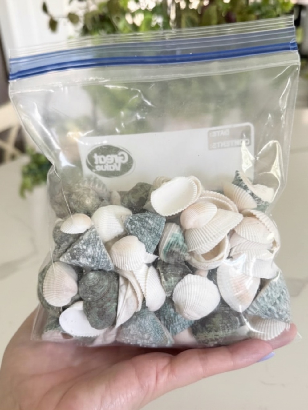 Assorted Natural Sea Shells - Picture 2 of 4